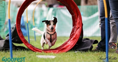 Woofest s'installe à Nice : Le premier festival animalier fait escale sur la Promenade des Anglais !