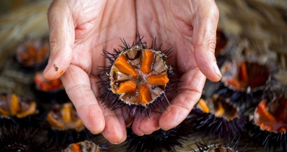 A Carry le Rouet, l'oursin de la Côte Bleue est un trésor de plus en plus rare