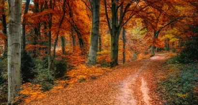 Traditions: Fêtes gourmandes pour célébrer l'arrivée de l'automne dans le Var