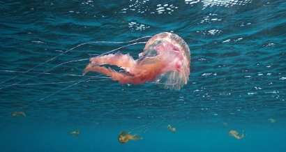 Méduses: Voici les plages touchées et celles épargnées en cette fin de semaine