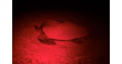 Hyères: Première ponte d'une tortue Caouanne sur la plage de l'Almanarre ce weekend