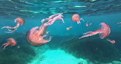 Baño: Aquí están las playas donde hay medusas hoy